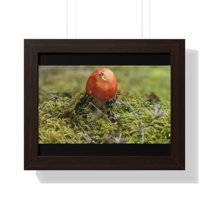 Printify Poster 14″ x 11″ / Walnut Photography by Luke