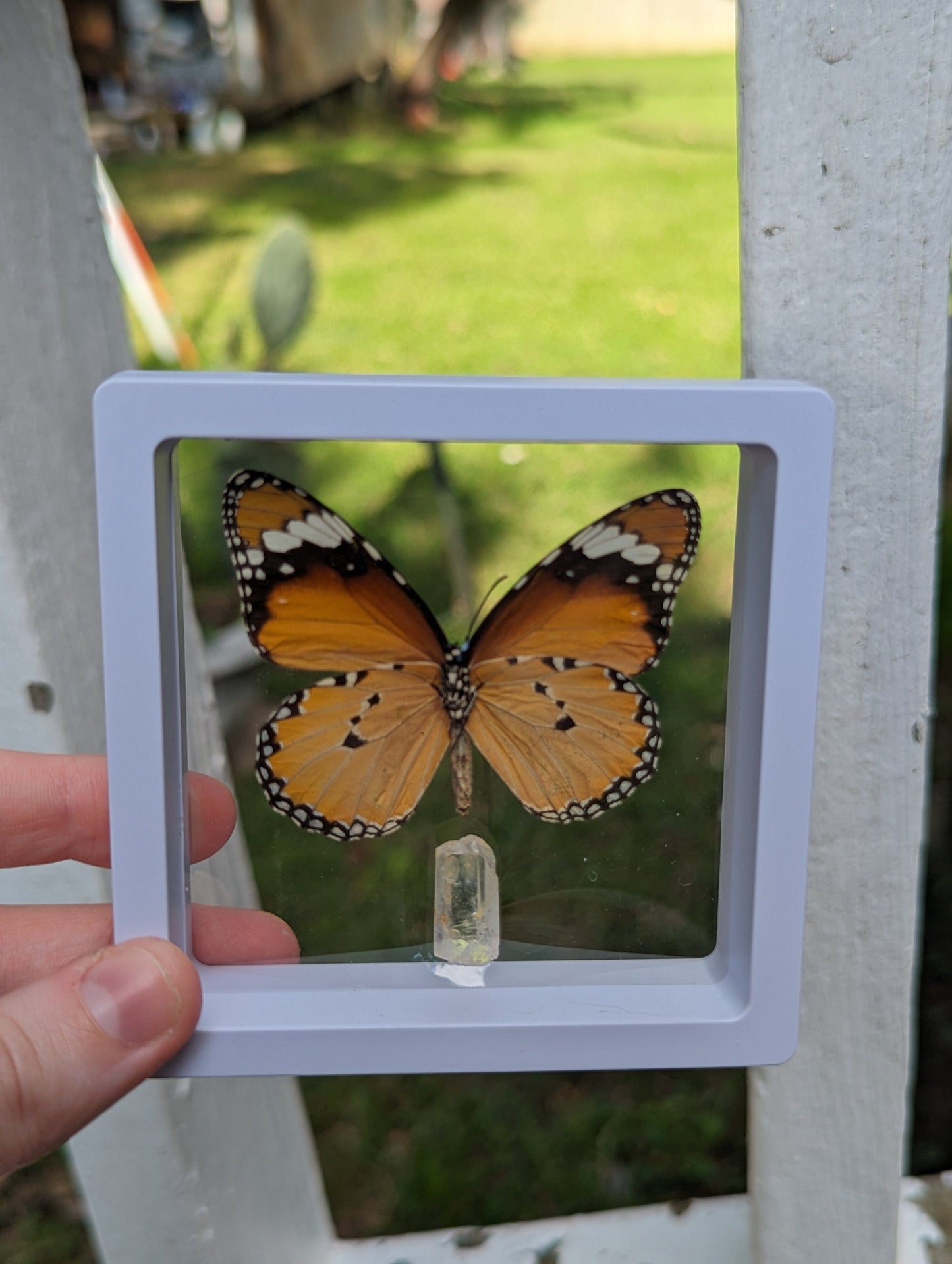 EsotericMineralsnCrystals Framed butterfly and Quartz crystal specimen