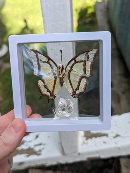 EsotericMineralsnCrystals Framed butterfly and Quartz crystal specimen