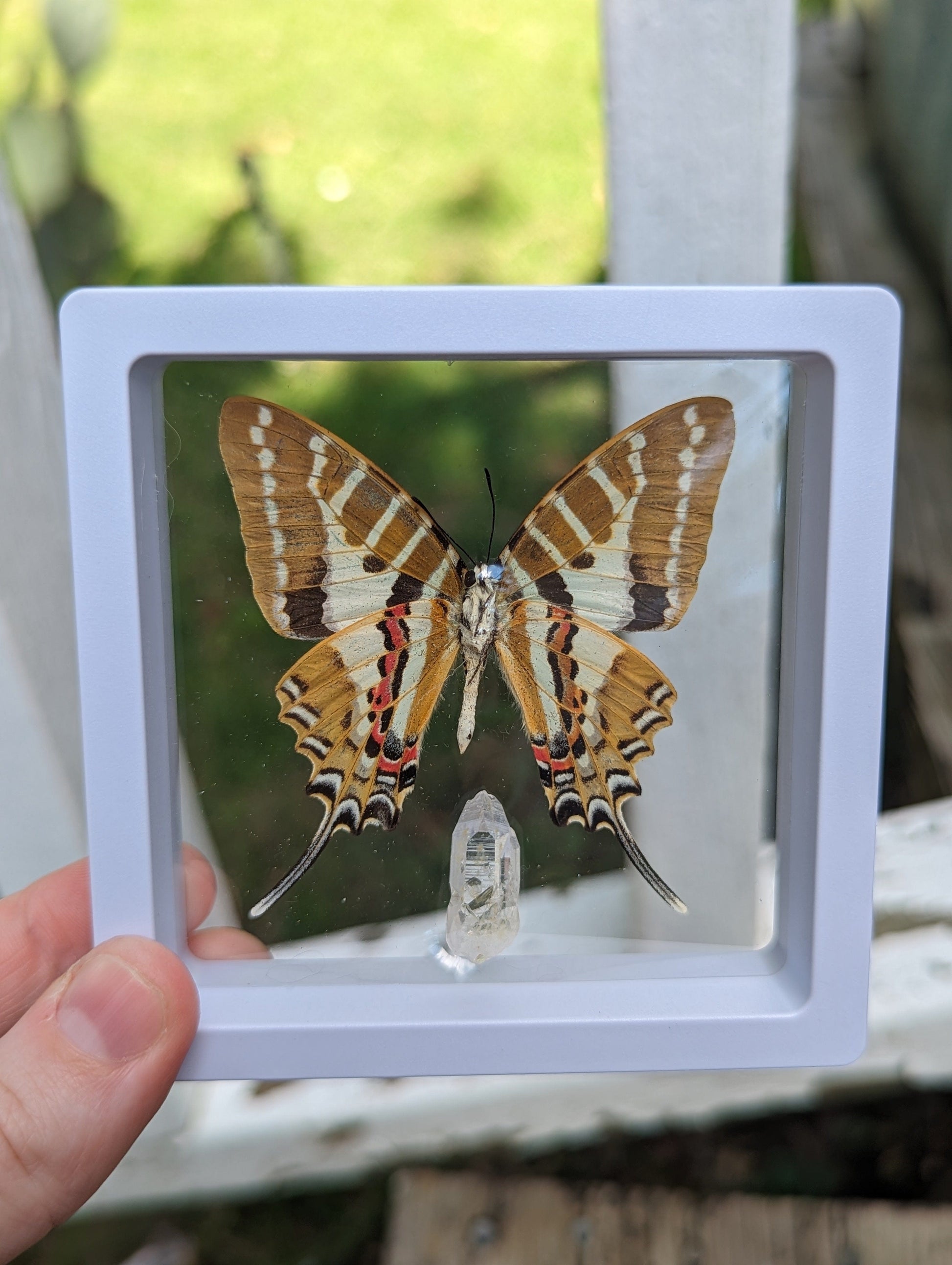 EsotericMineralsnCrystals Framed butterfly and Quartz crystal specimen