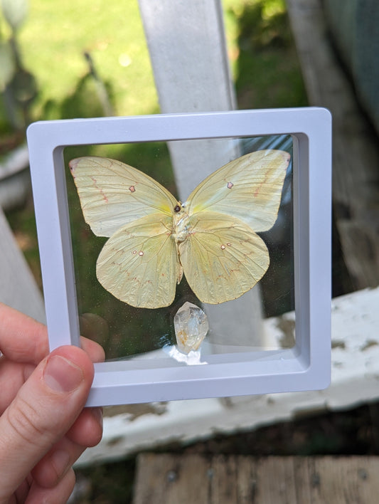 EsotericMineralsnCrystals Framed butterfly and Quartz crystal specimen