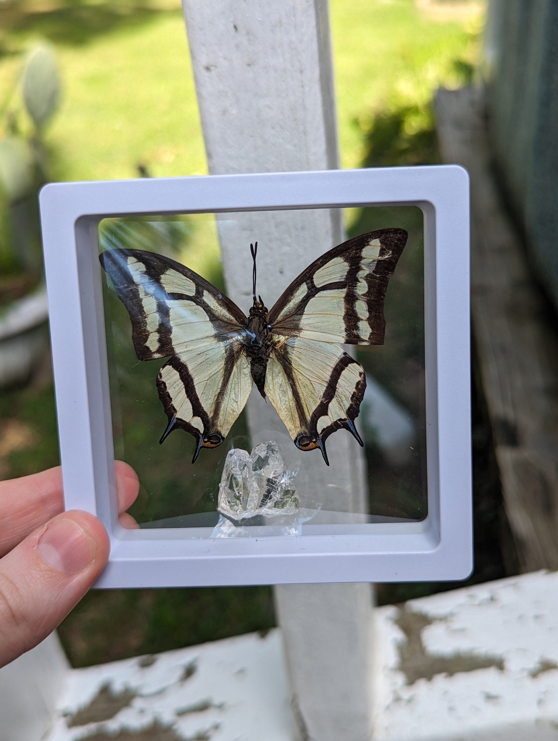 EsotericMineralsnCrystals Framed butterfly and Quartz crystal specimen