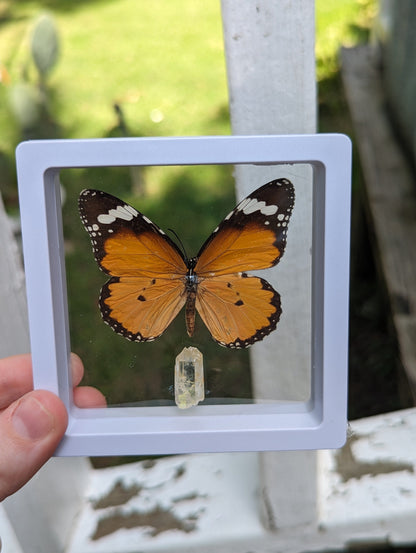 EsotericMineralsnCrystals Framed butterfly and Quartz crystal specimen