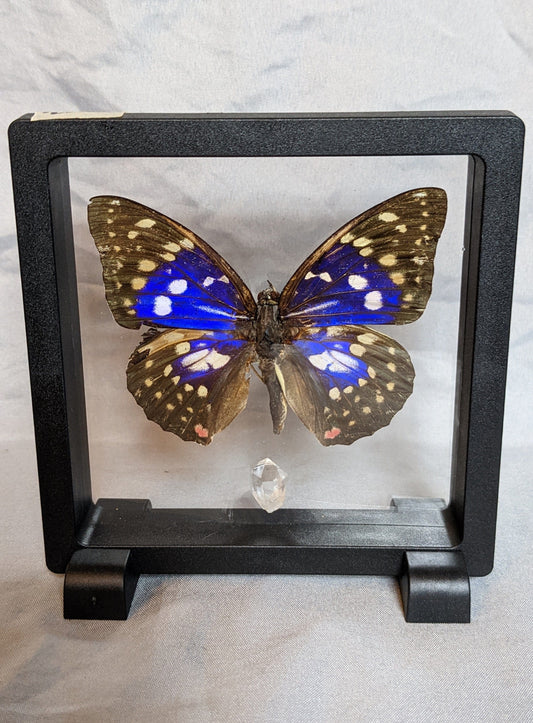 EsotericMineralsnCrystals Butterfly specimen & Arkansas quartz crystal in floating display