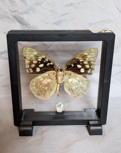 EsotericMineralsnCrystals Butterfly specimen & Arkansas quartz crystal in floating display