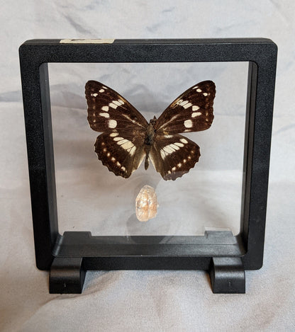 EsotericMineralsnCrystals Butterfly specimen & Arkansas quartz crystal in floating display