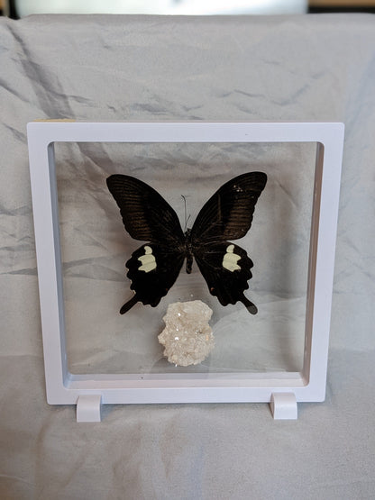 EsotericMineralsnCrystals Butterfly specimen & Arkansas quartz crystal cluster in floating display