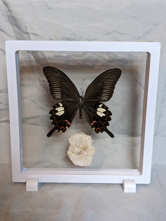 EsotericMineralsnCrystals Butterfly specimen & Arkansas quartz crystal cluster in floating display
