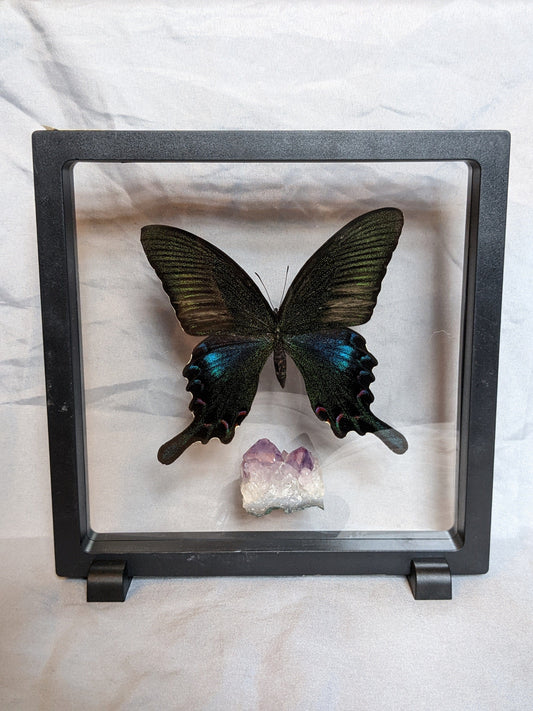 EsotericMineralsnCrystals Butterfly specimen & Amethyst crystal in floating display