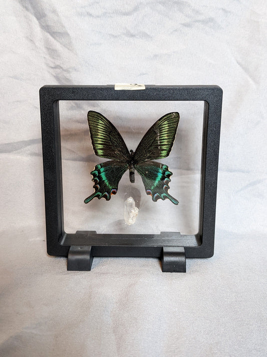 EsotericMineralsnCrystals Butterfly specimen & quartz crystal floating display case