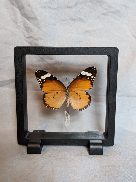 EsotericMineralsnCrystals Butterfly specimen & Arkansas quartz crystal in floating display