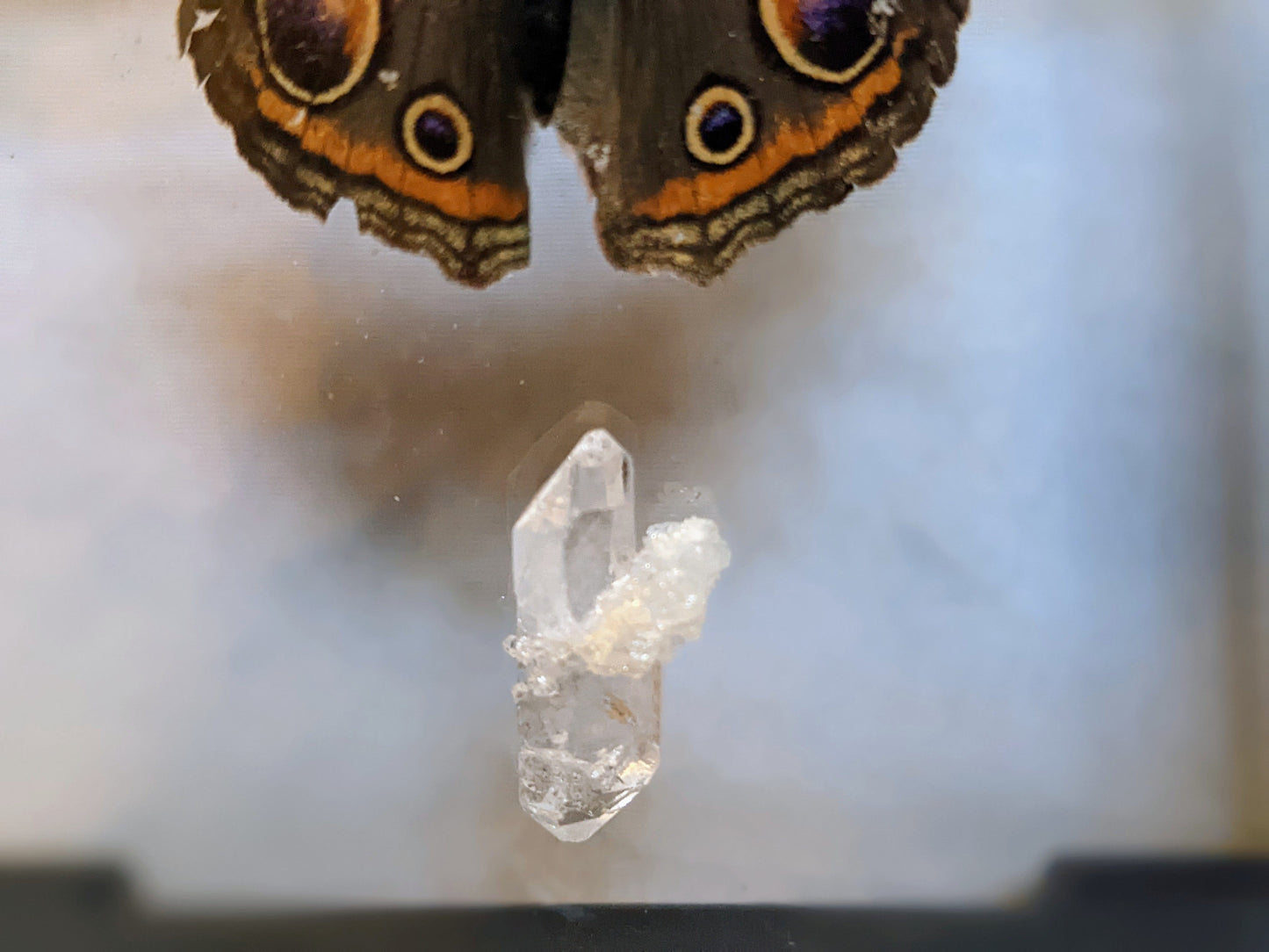 EsotericMineralsnCrystals Butterfly specimen & Arkansas quartz crystal in floating display