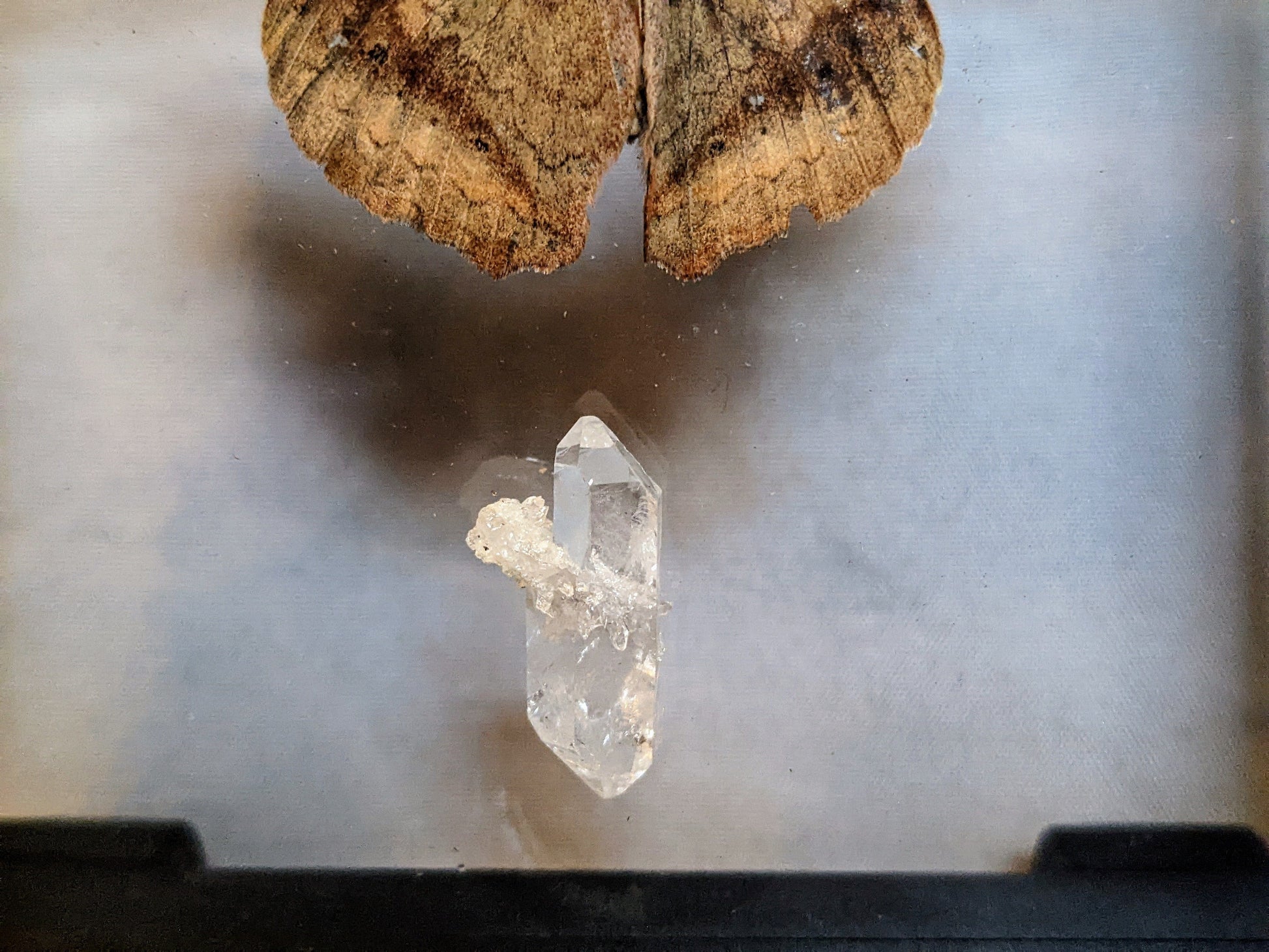 EsotericMineralsnCrystals Butterfly specimen & Arkansas quartz crystal in floating display